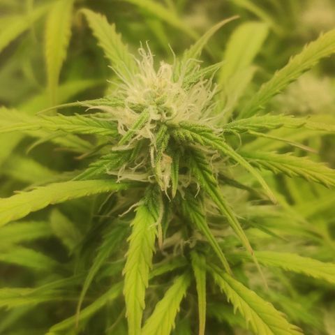 Deimos Caramel growlog photo: Polinização manual x Auto Banana Blaze (Dutch Passion)