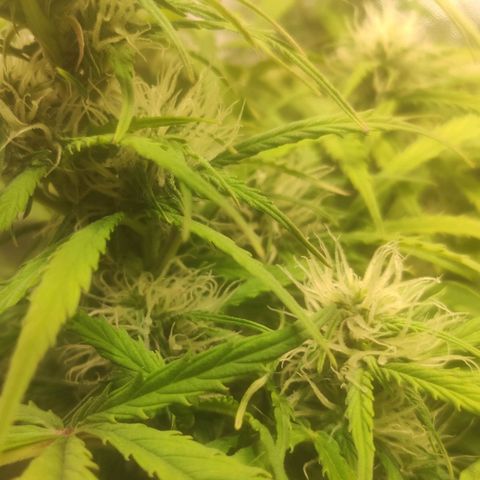Deimos Caramel growlog photo: Polinização manual x Auto Banana Blaze (Dutch Passion)