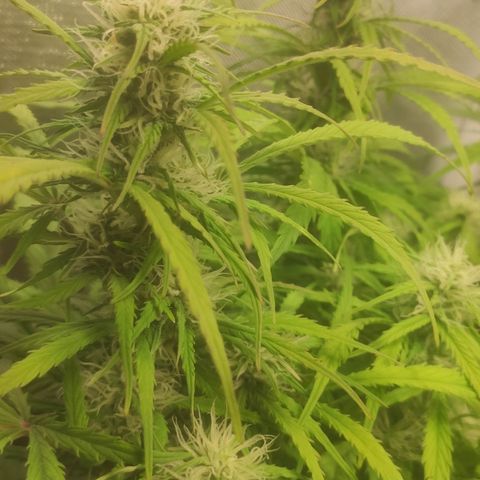Deimos Caramel growlog photo: Polinização manual x Auto Banana Blaze (Dutch Passion)
