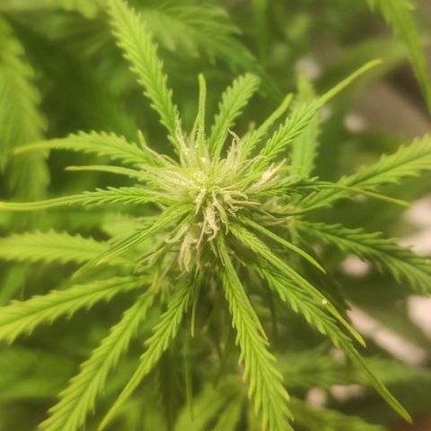 Deimos Caramel growlog photo: Polinização manual x Auto Banana Blaze (Dutch Passion)