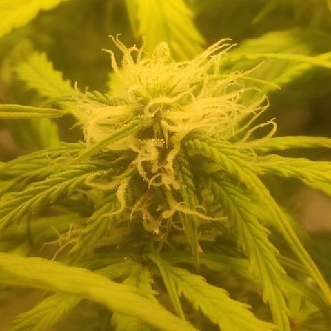 Deimos Caramel growlog photo: Polinização manual x Auto Banana Blaze (Dutch Passion)