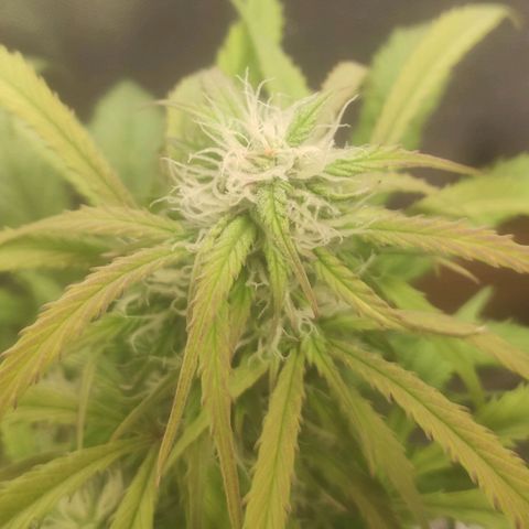 Deimos Caramel growlog timeline photo