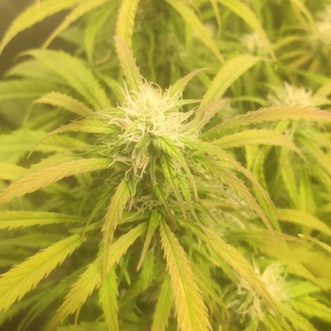 Deimos Caramel growlog timeline photo
