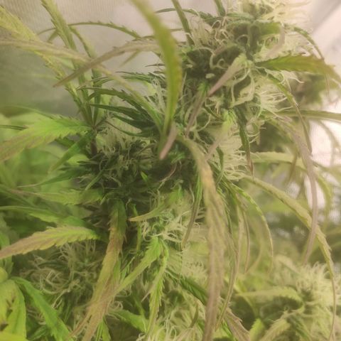 Deimos Caramel growlog timeline photo