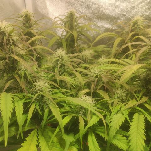 Deimos Caramel growlog timeline photo