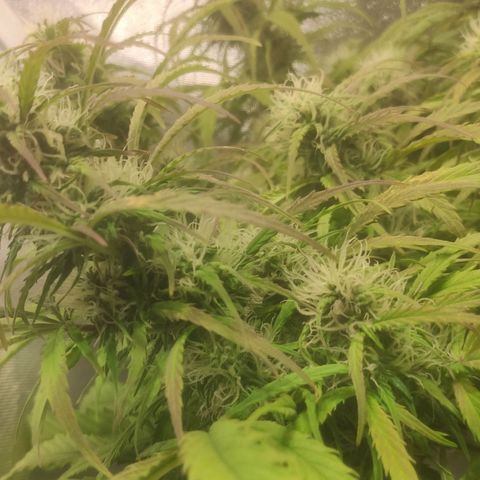 Deimos Caramel growlog timeline photo