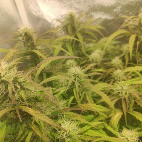 Deimos Caramel growlog timeline photo