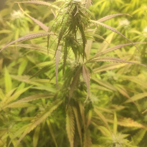 Deimos Caramel growlog timeline photo
