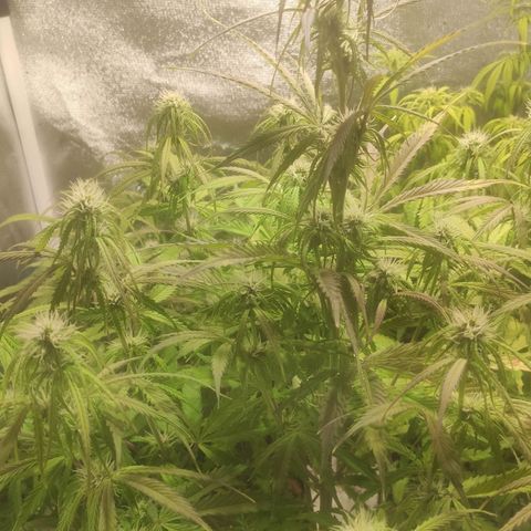 Deimos Caramel growlog timeline photo