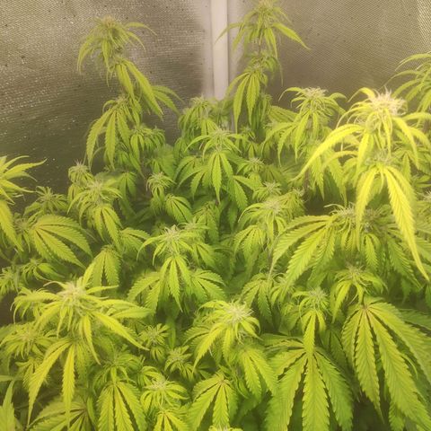 Deimos Caramel growlog timeline photo