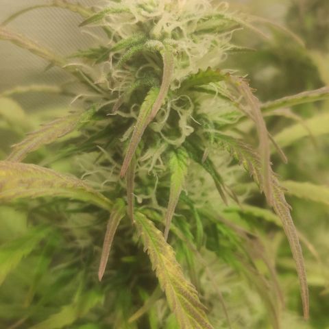 Deimos Caramel growlog timeline photo