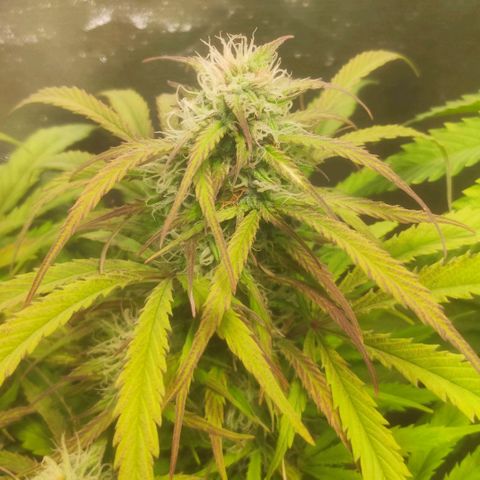 Deimos Caramel growlog timeline photo