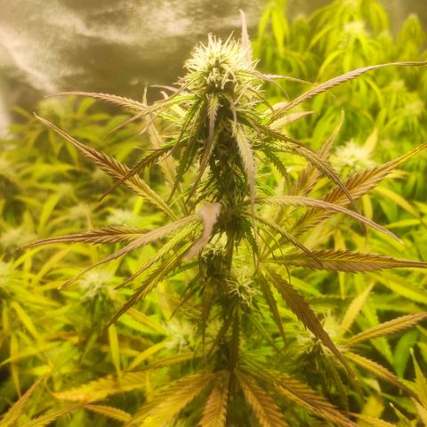 Deimos Caramel growlog timeline photo
