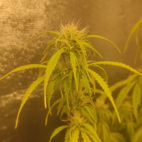 Deimos Caramel growlog timeline photo