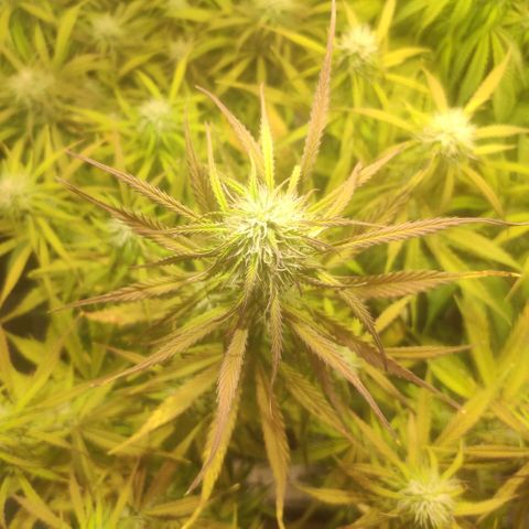 Deimos Caramel growlog timeline photo