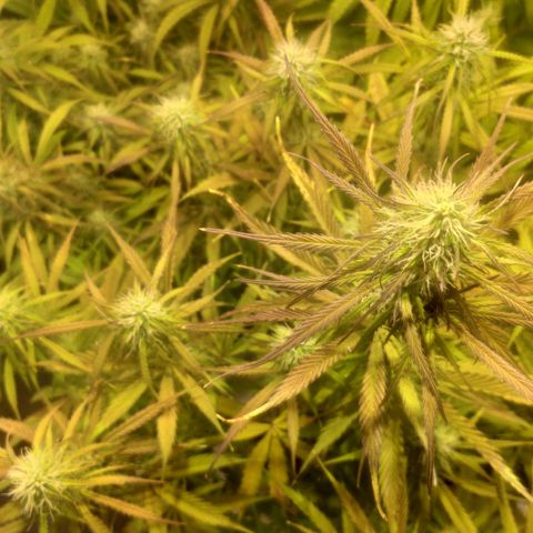 Deimos Caramel growlog timeline photo