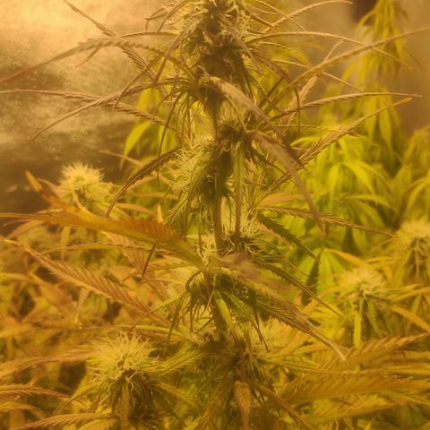 Deimos Caramel growlog timeline photo