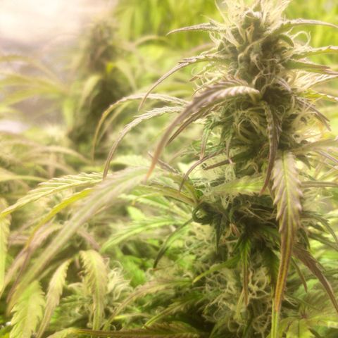 Deimos Caramel growlog timeline photo