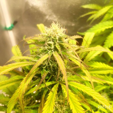 Deimos Caramel growlog timeline photo