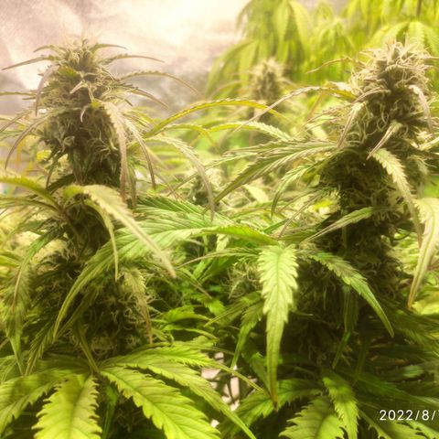 Deimos Caramel growlog timeline photo