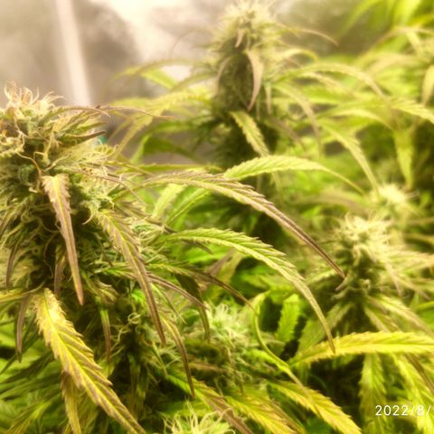 Deimos Caramel growlog timeline photo
