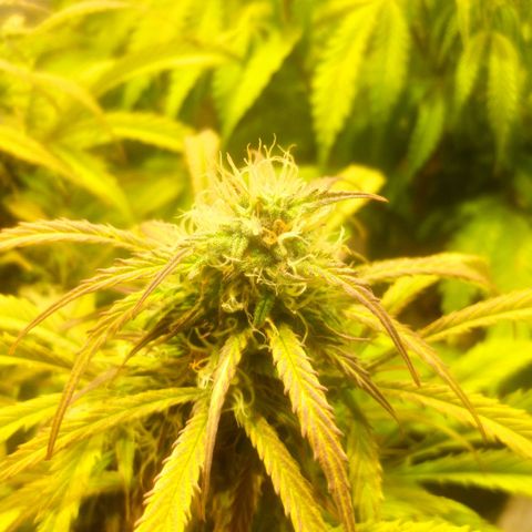 Deimos Caramel growlog timeline photo