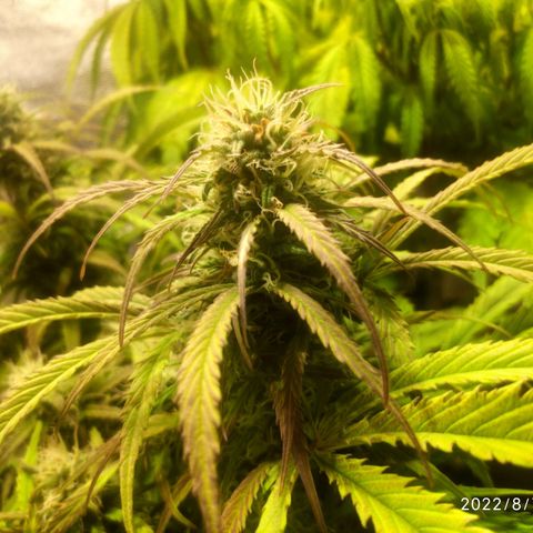 Deimos Caramel growlog timeline photo