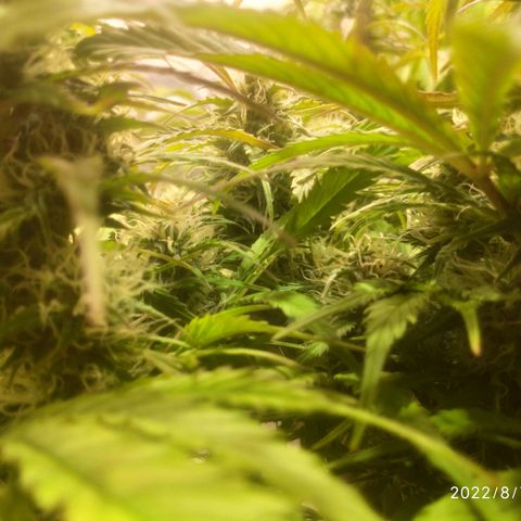 Deimos Caramel growlog timeline photo
