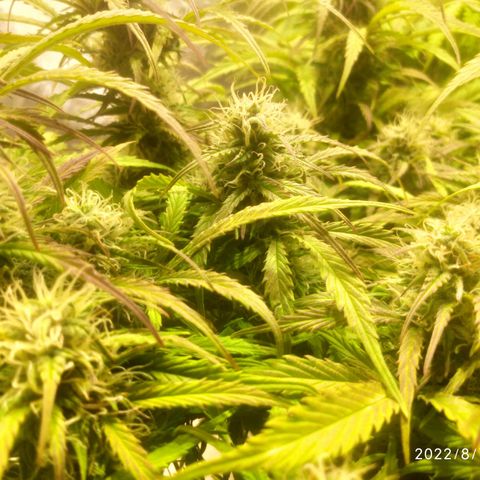 Deimos Caramel growlog timeline photo