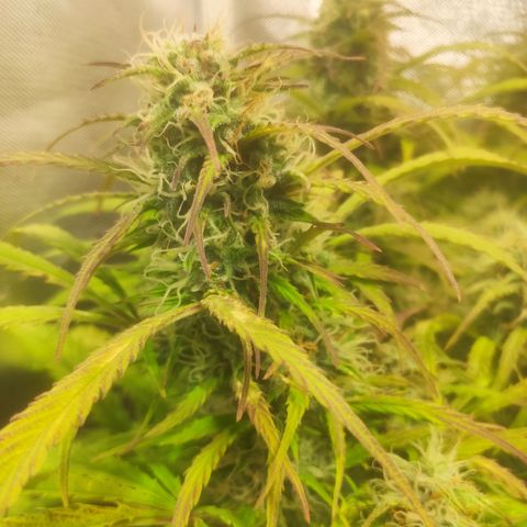 Deimos Caramel growlog timeline photo