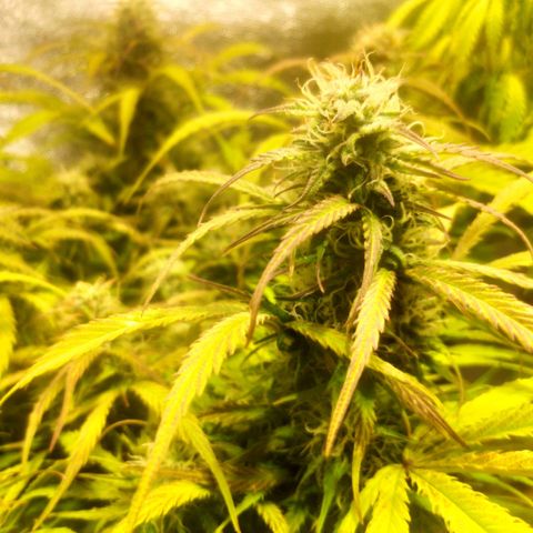 Deimos Caramel growlog timeline photo