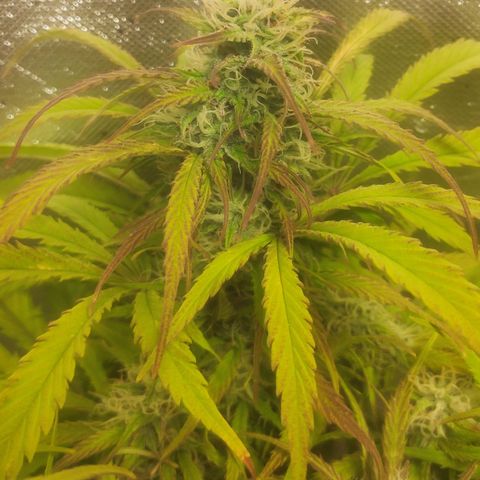 Deimos Caramel growlog timeline photo