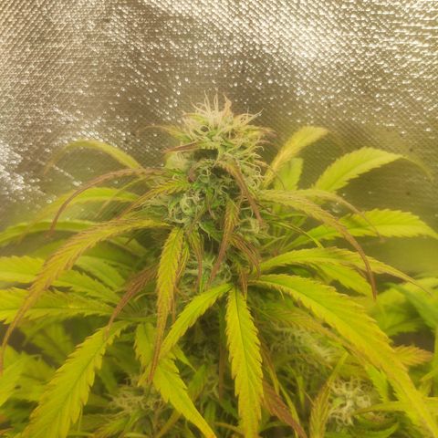 Deimos Caramel growlog timeline photo