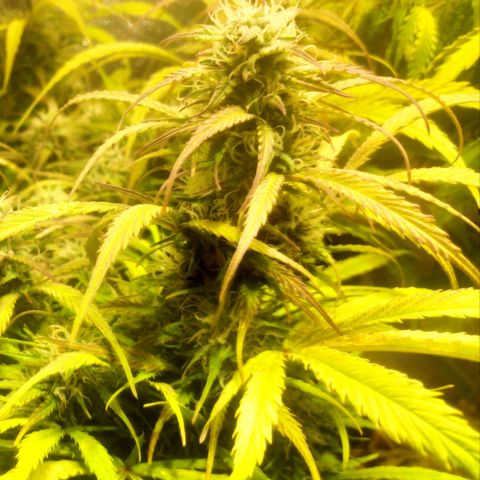 Deimos Caramel growlog timeline photo
