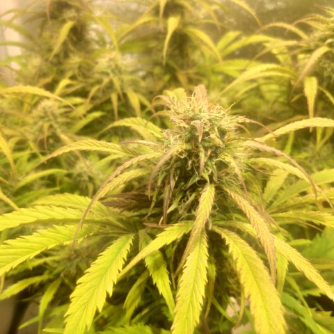 Deimos Caramel growlog timeline photo