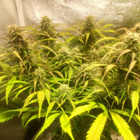 Deimos Caramel growlog timeline photo