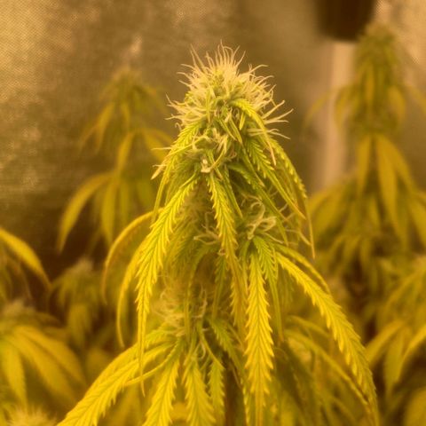 Deimos Caramel growlog timeline photo