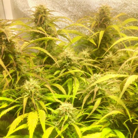 Deimos Caramel growlog timeline photo