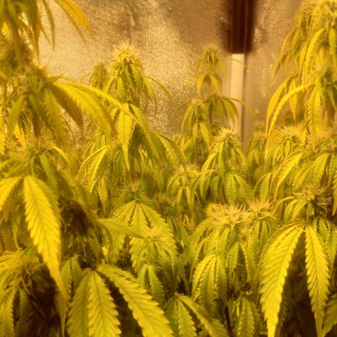 Deimos Caramel growlog timeline photo