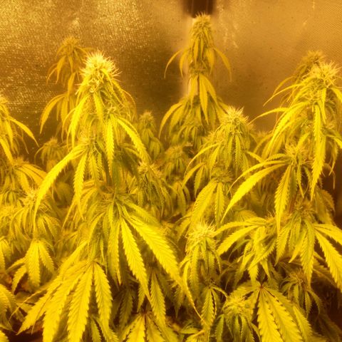 Deimos Caramel growlog timeline photo