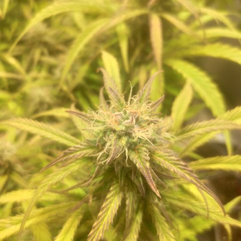 Deimos Caramel growlog timeline photo