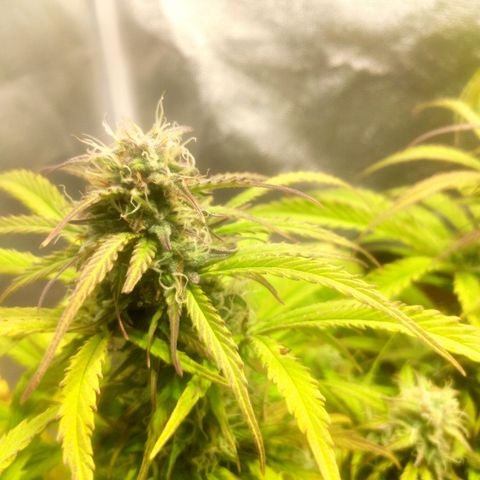 Deimos Caramel growlog timeline photo