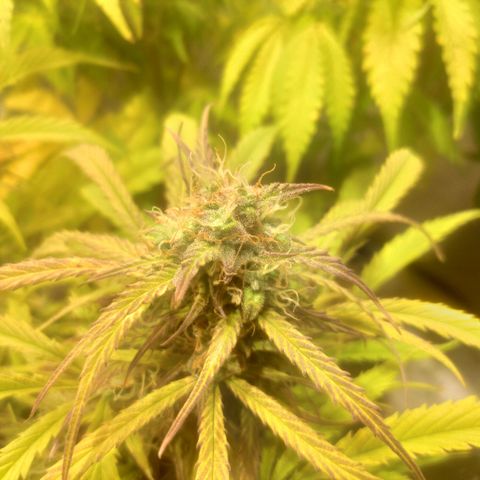 Deimos Caramel growlog timeline photo