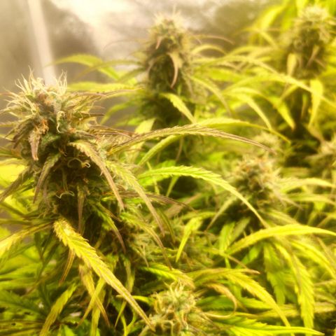 Deimos Caramel growlog timeline photo