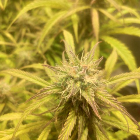 Deimos Caramel growlog timeline photo