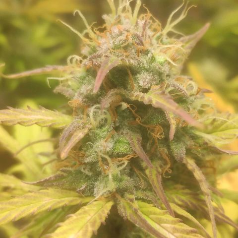 Deimos Caramel growlog timeline photo