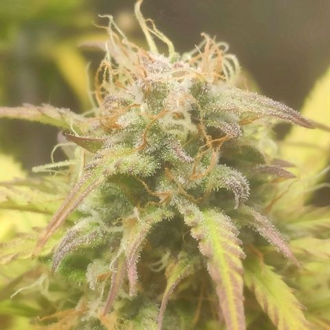 Deimos Caramel growlog timeline photo