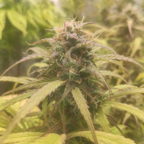 Deimos Caramel growlog timeline photo
