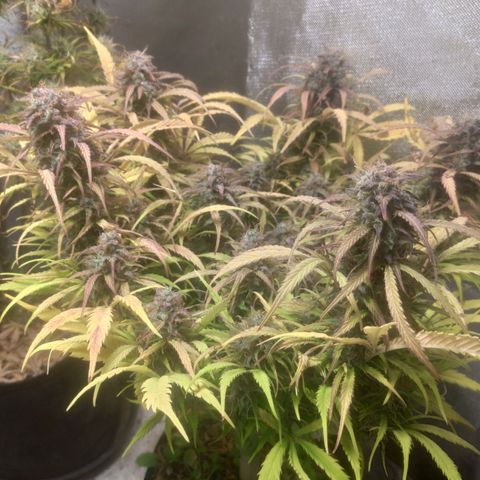 Deimos Caramel growlog timeline photo