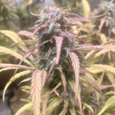 Deimos Caramel growlog timeline photo